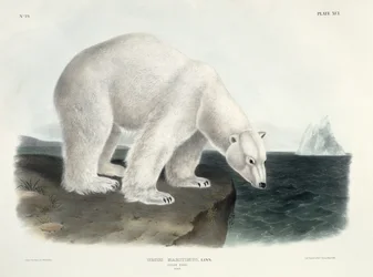 Ursus Maritimus (Eisbär), Tafel 91 aus 